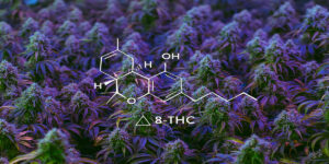 Delta-8 THC A Mild Alternative in the Cannabis Market