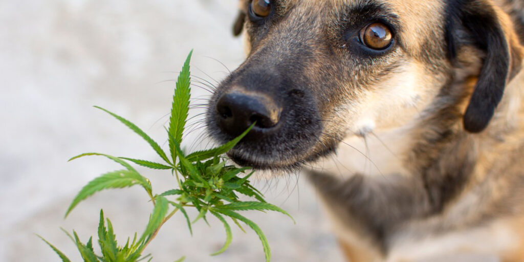 CBD and THC for Pets