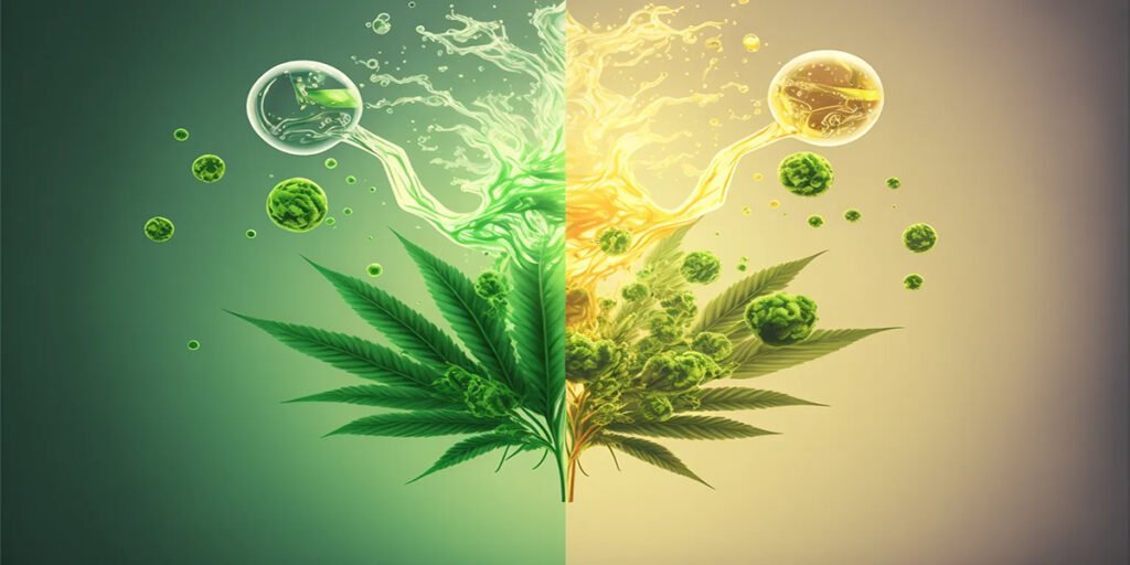 Choosing Between CBD and THC