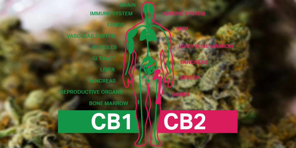 How CBD and THC Interact with the Endocannabinoid System