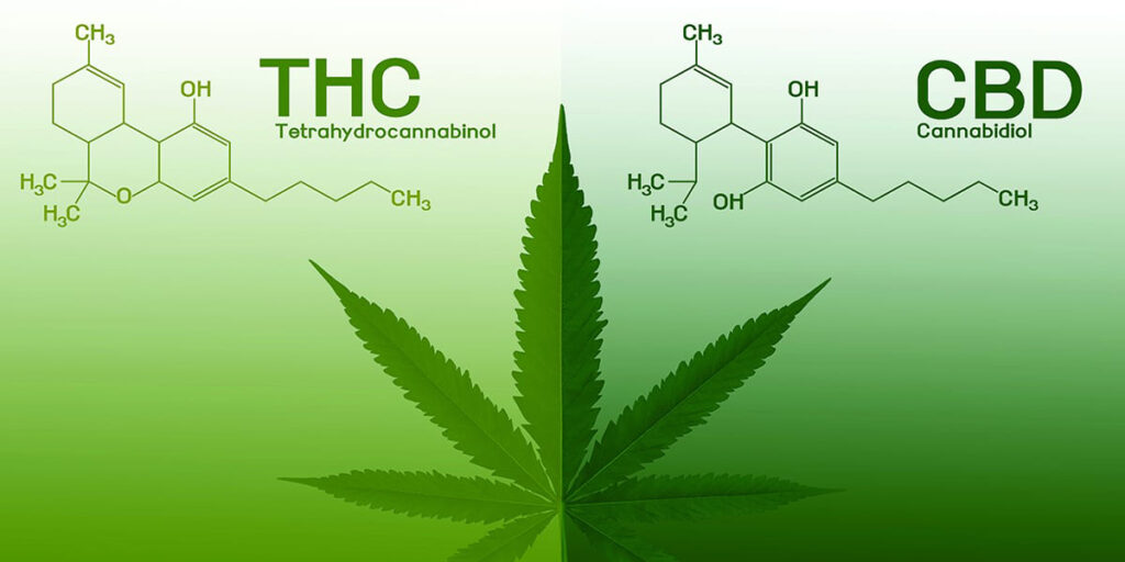 What is CBD And THC