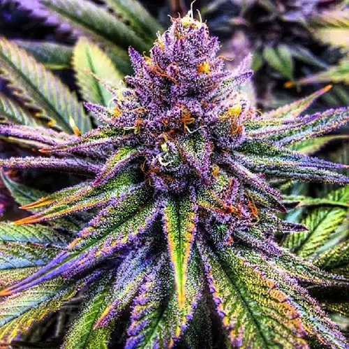 Purple Kush